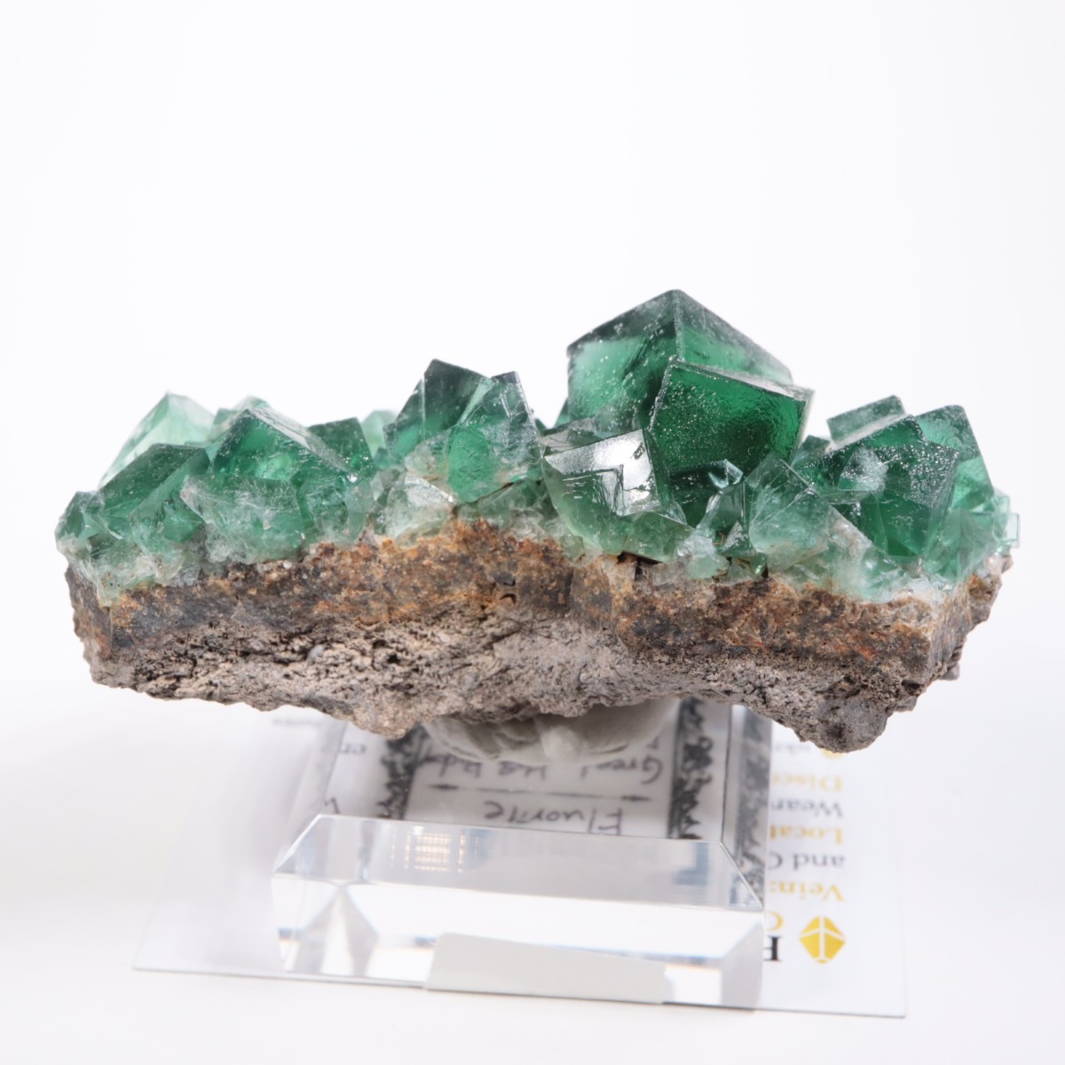 Greedy Hog Pocket�� �ե����饤��