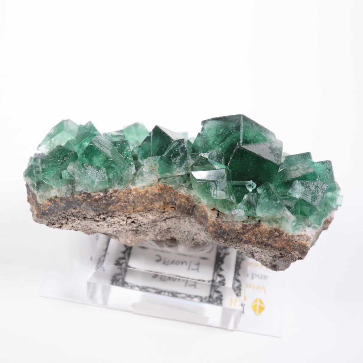 Greedy Hog Pocket�� �ե����饤��