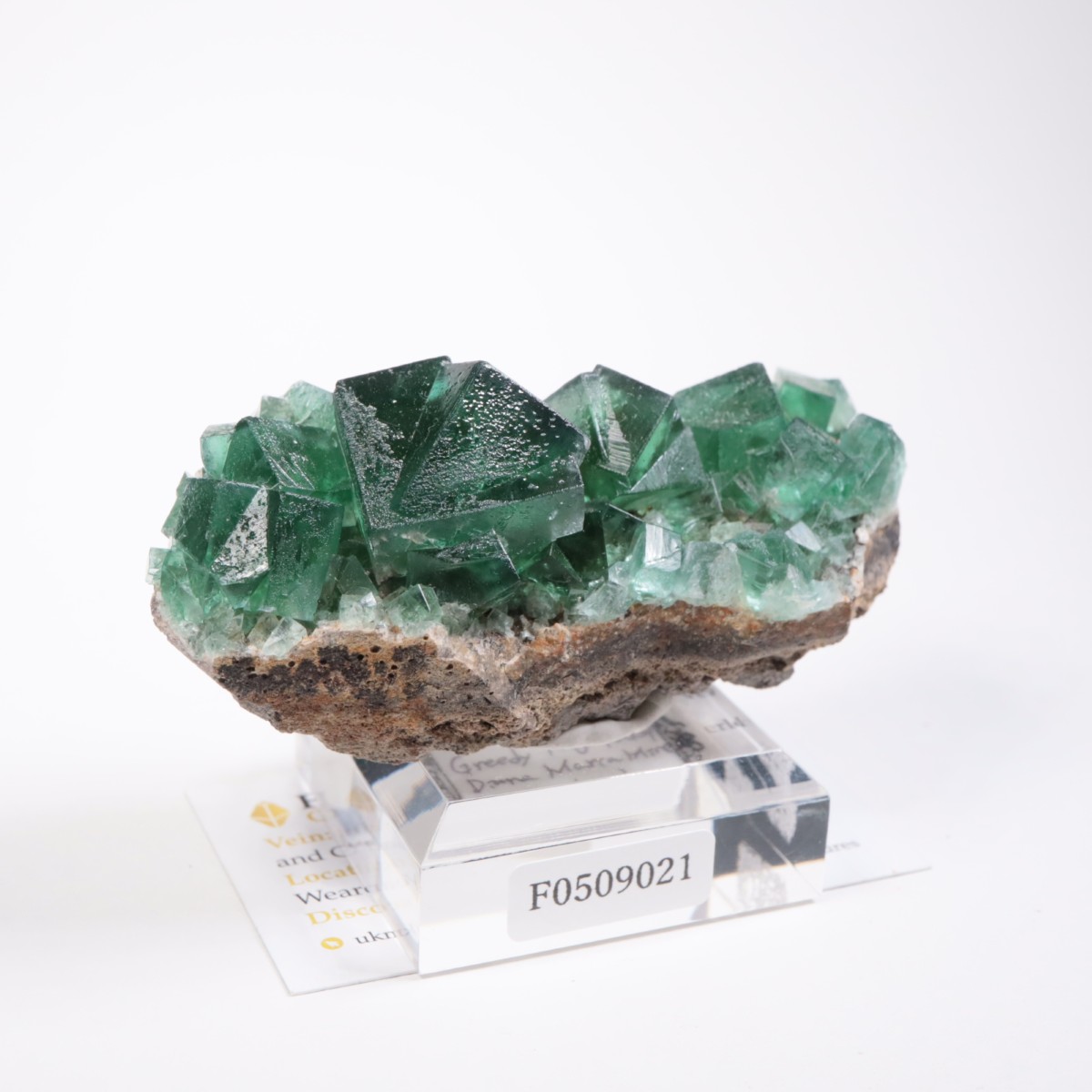 Greedy Hog Pocket�� �ե����饤��