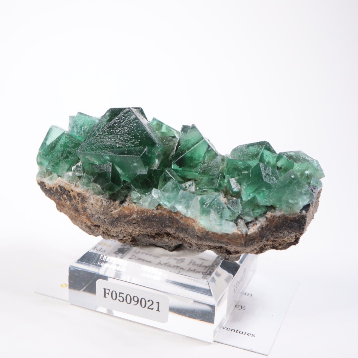 Greedy Hog Pocket�� �ե����饤��