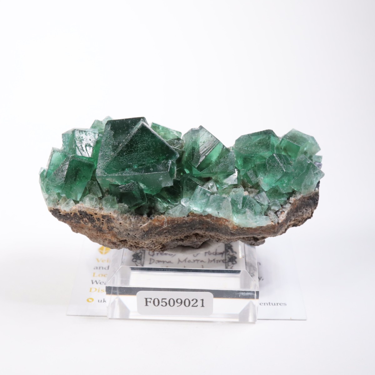 Greedy Hog Pocket�� �ե����饤��