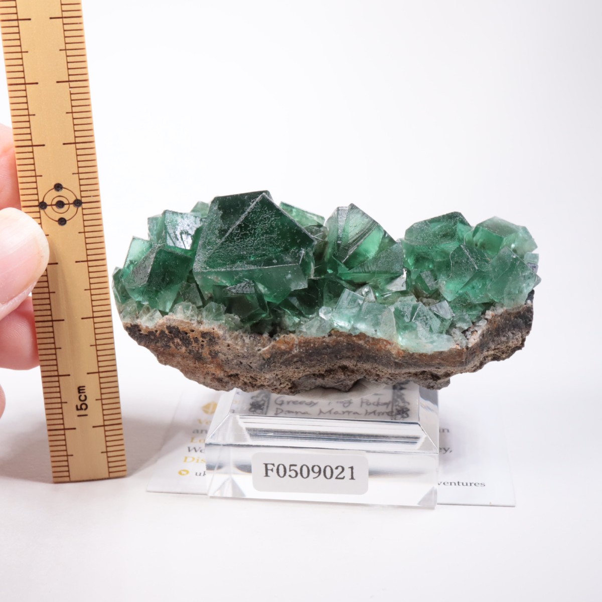 Greedy Hog Pocket�� �ե����饤��