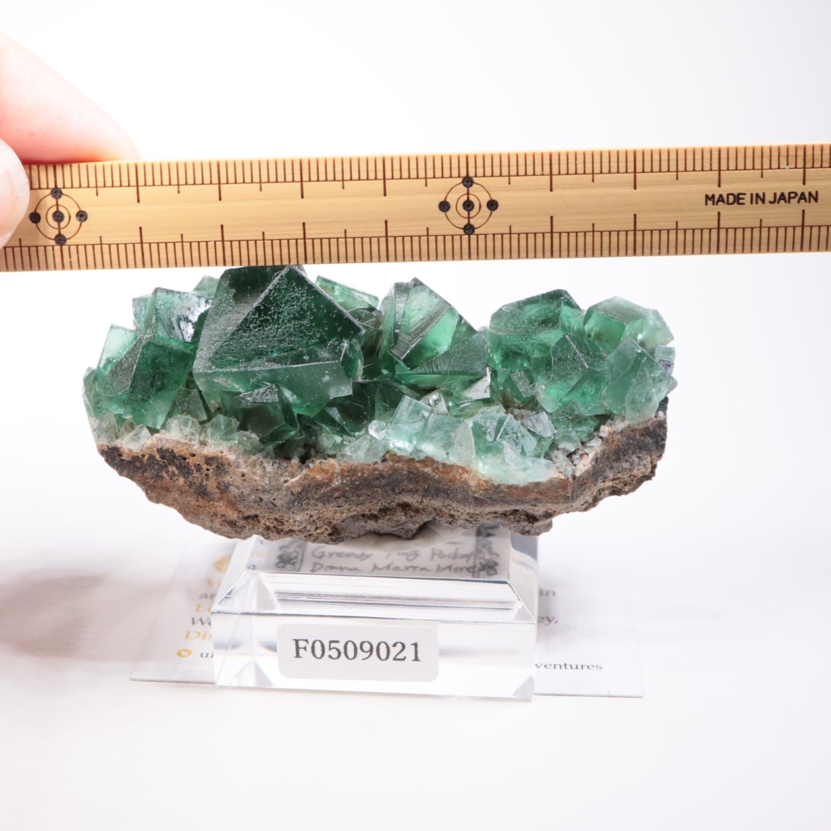 Greedy Hog Pocket�� �ե����饤��