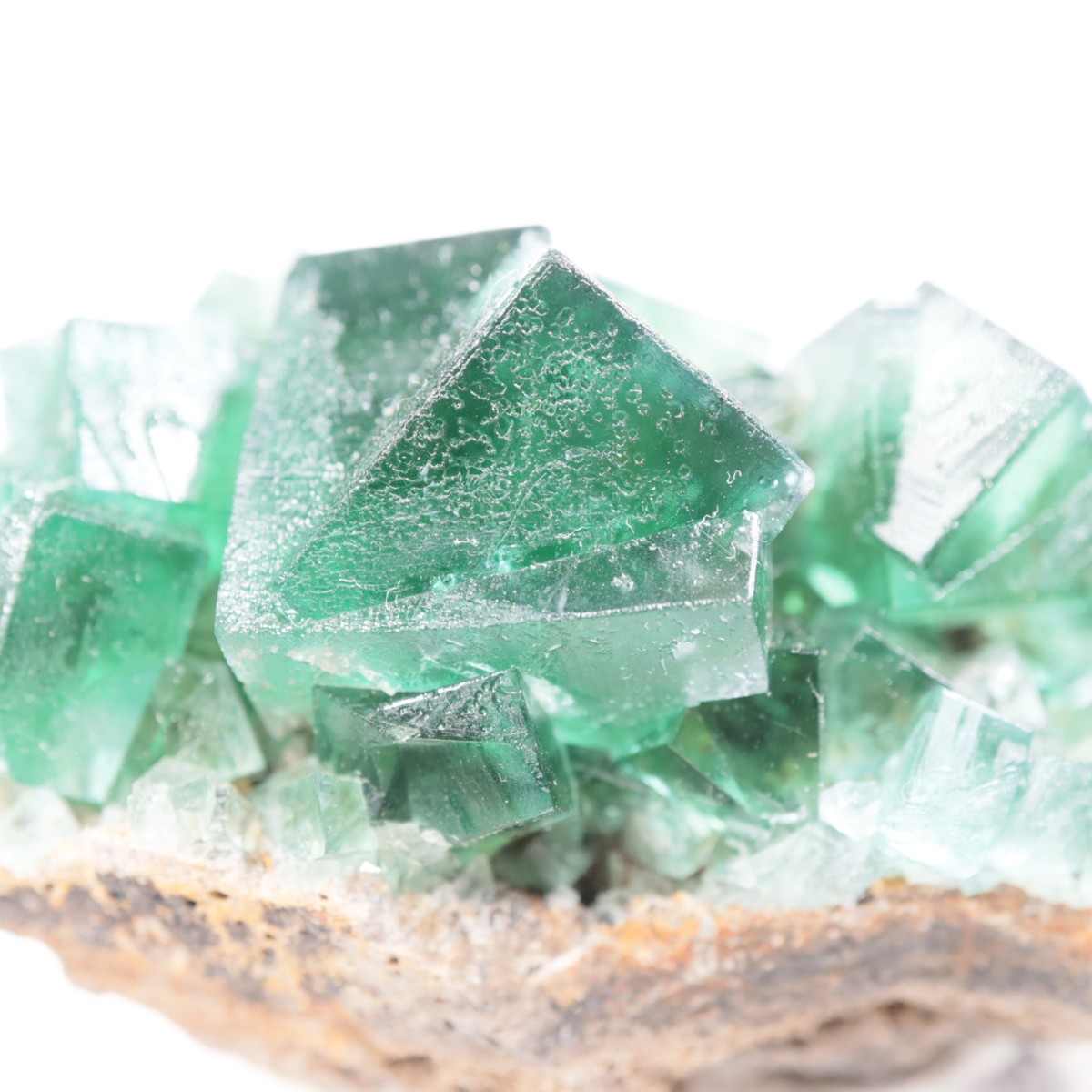 Greedy Hog Pocket�� �ե����饤��