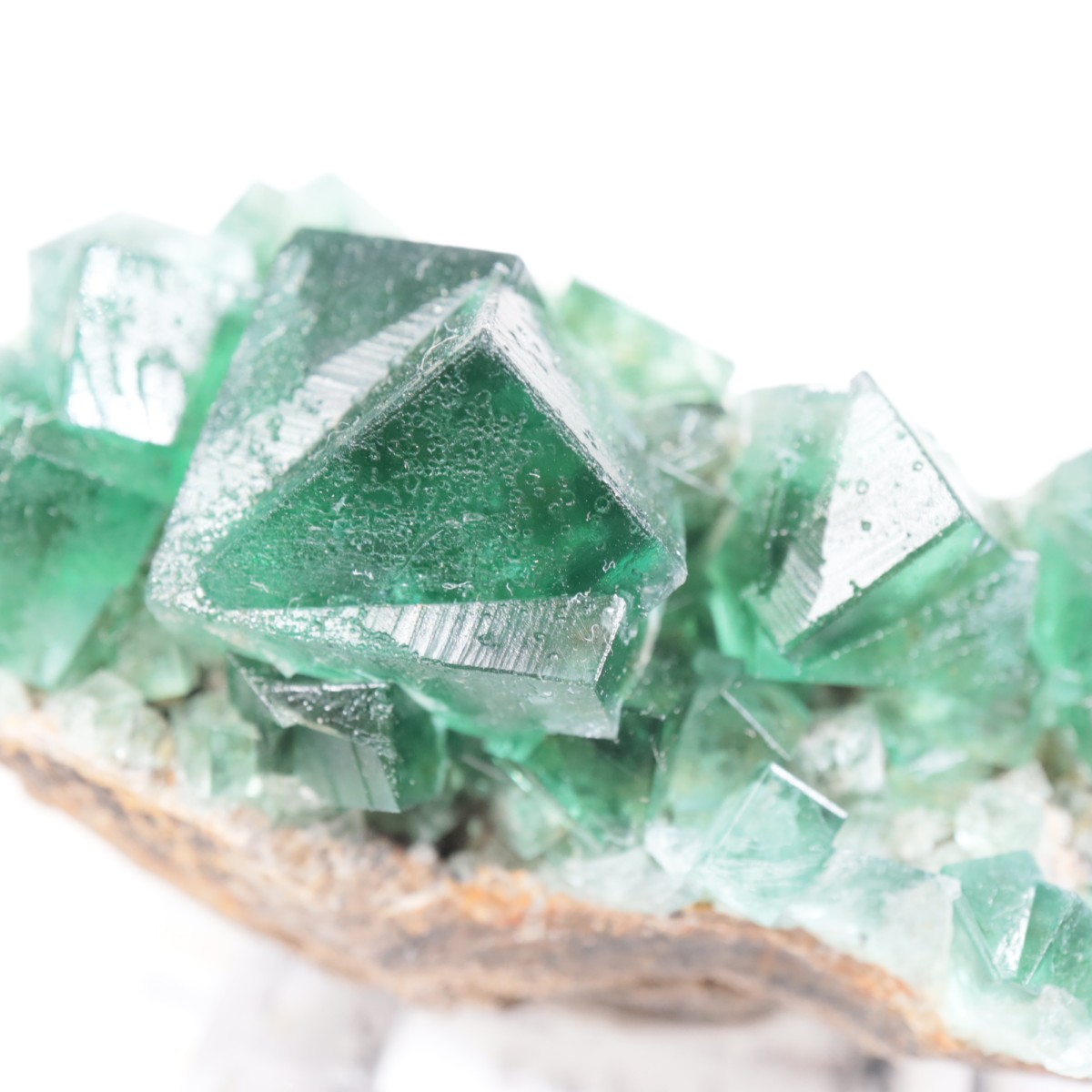 Greedy Hog Pocket�� �ե����饤��