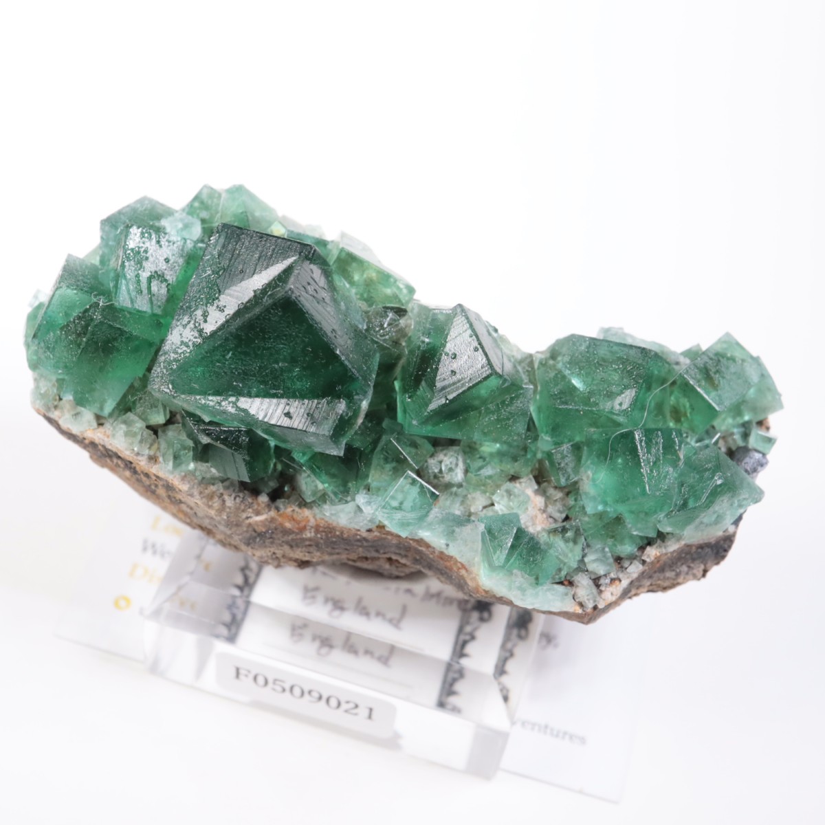 Greedy Hog Pocket�� �ե����饤��