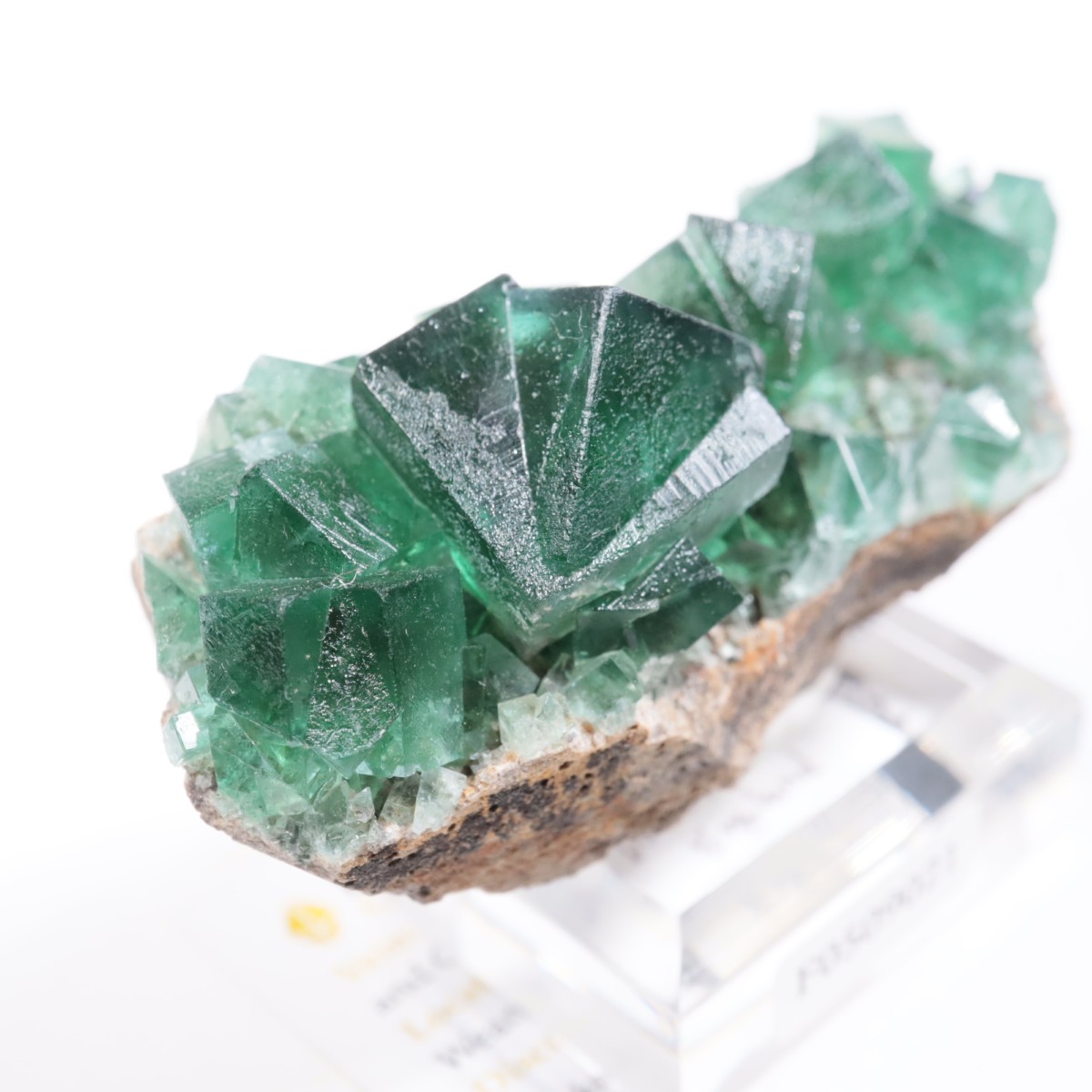 Greedy Hog Pocket�� �ե����饤��