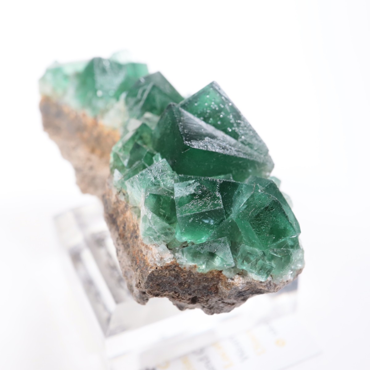 Greedy Hog Pocket�� �ե����饤��