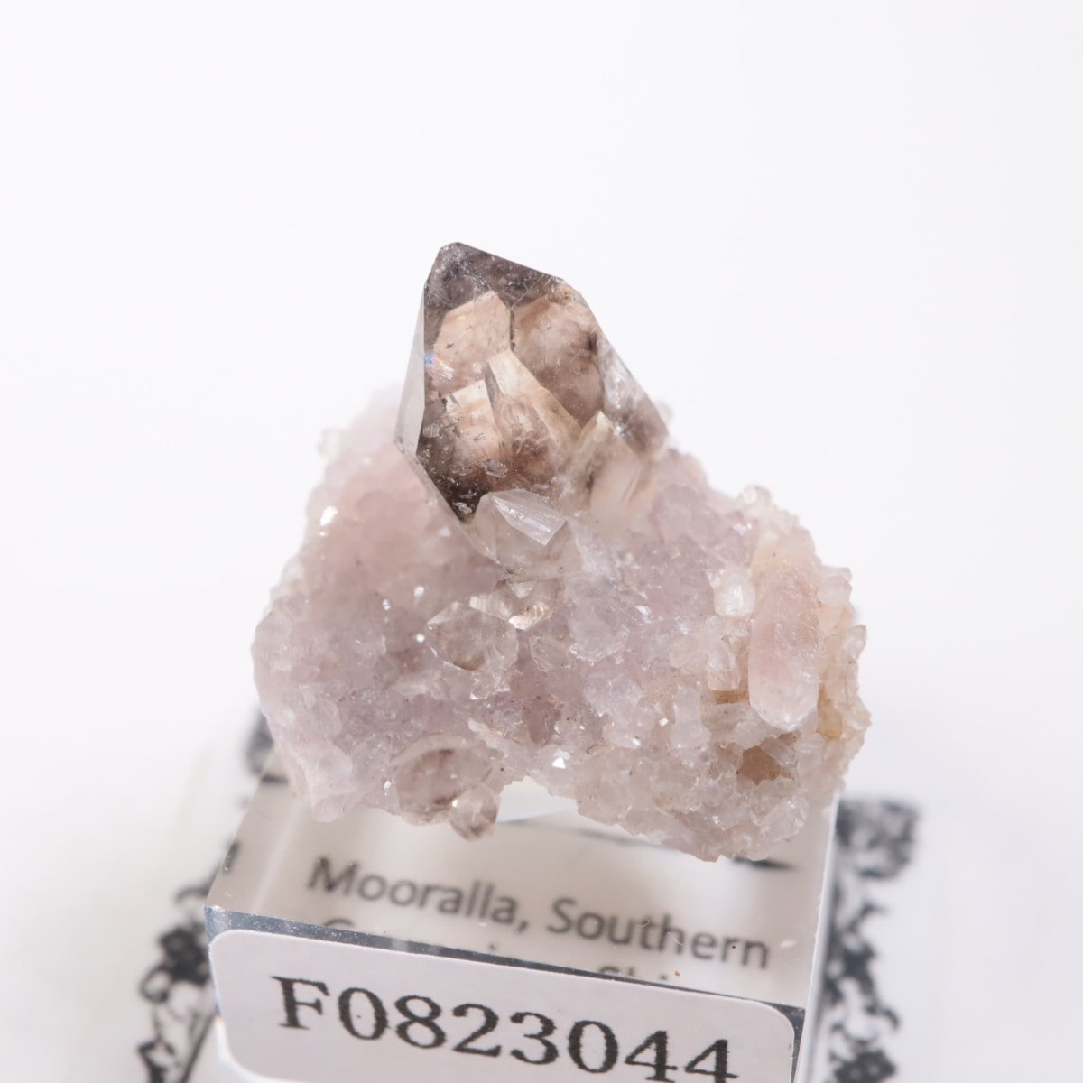 �������ȥ�ꥢ�� ����徽