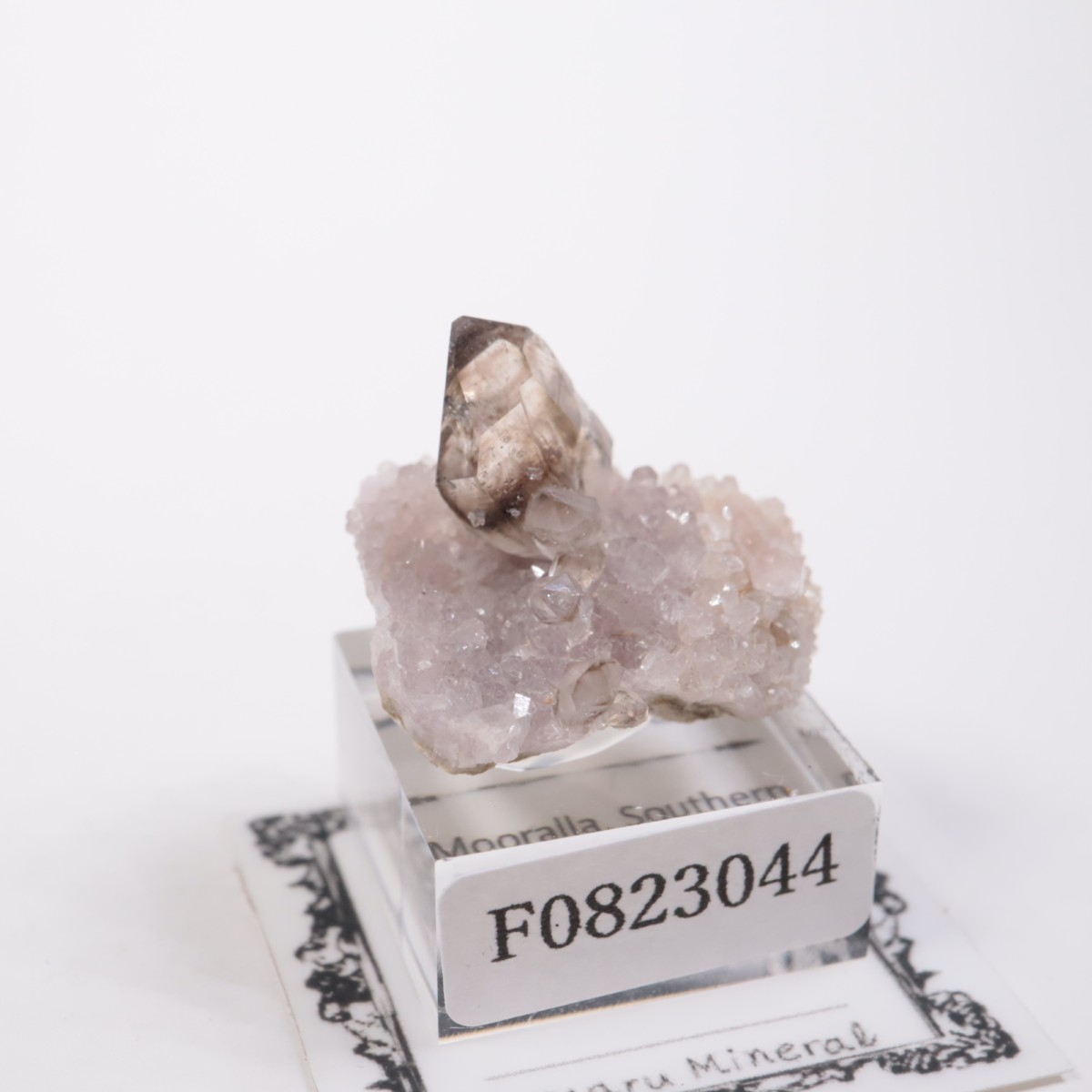 �������ȥ�ꥢ�� ����徽