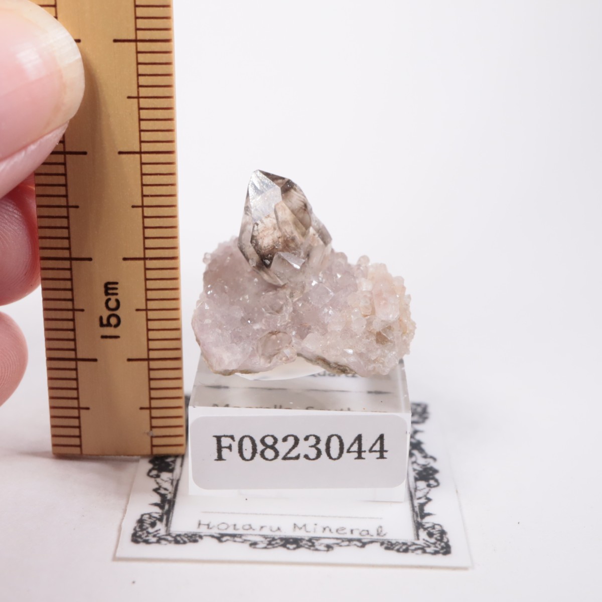 �������ȥ�ꥢ�� ����徽