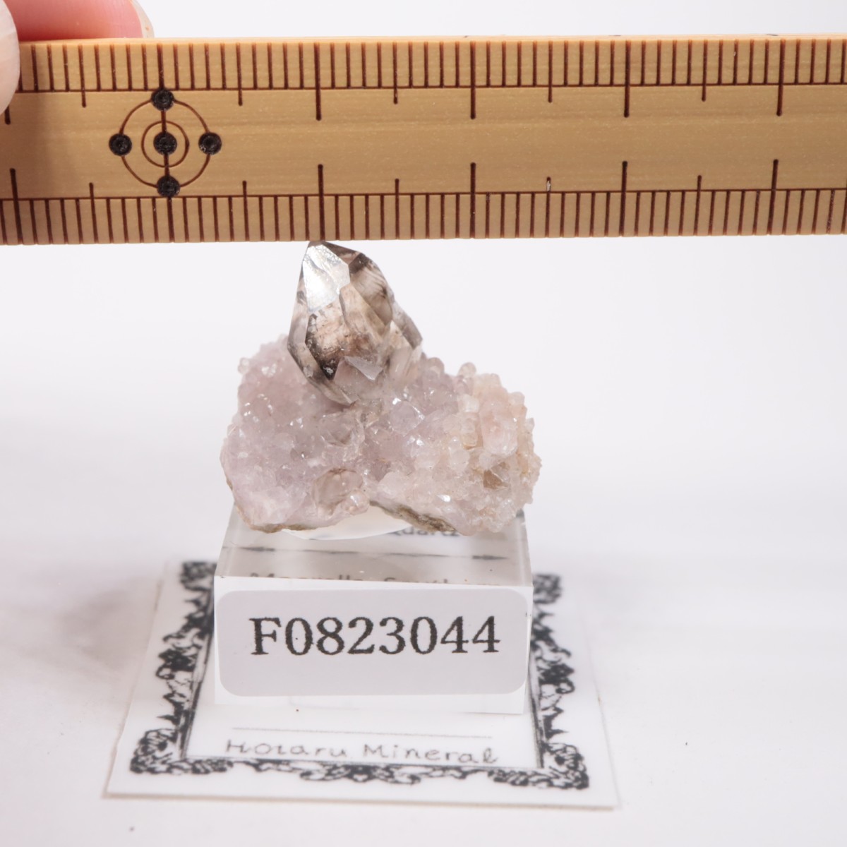 �������ȥ�ꥢ�� ����徽