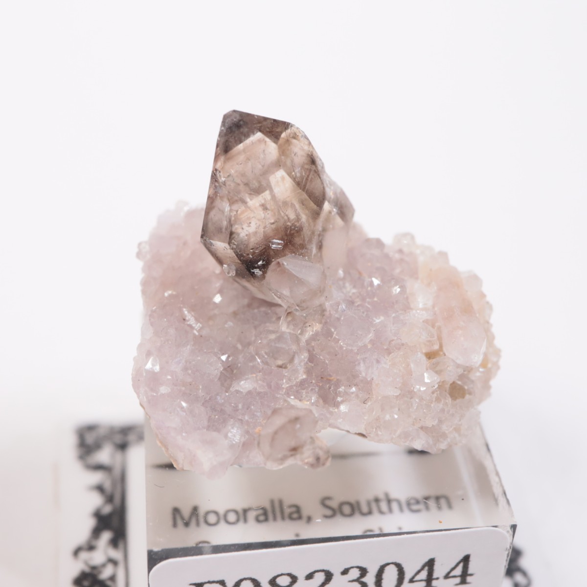 �������ȥ�ꥢ�� ����徽