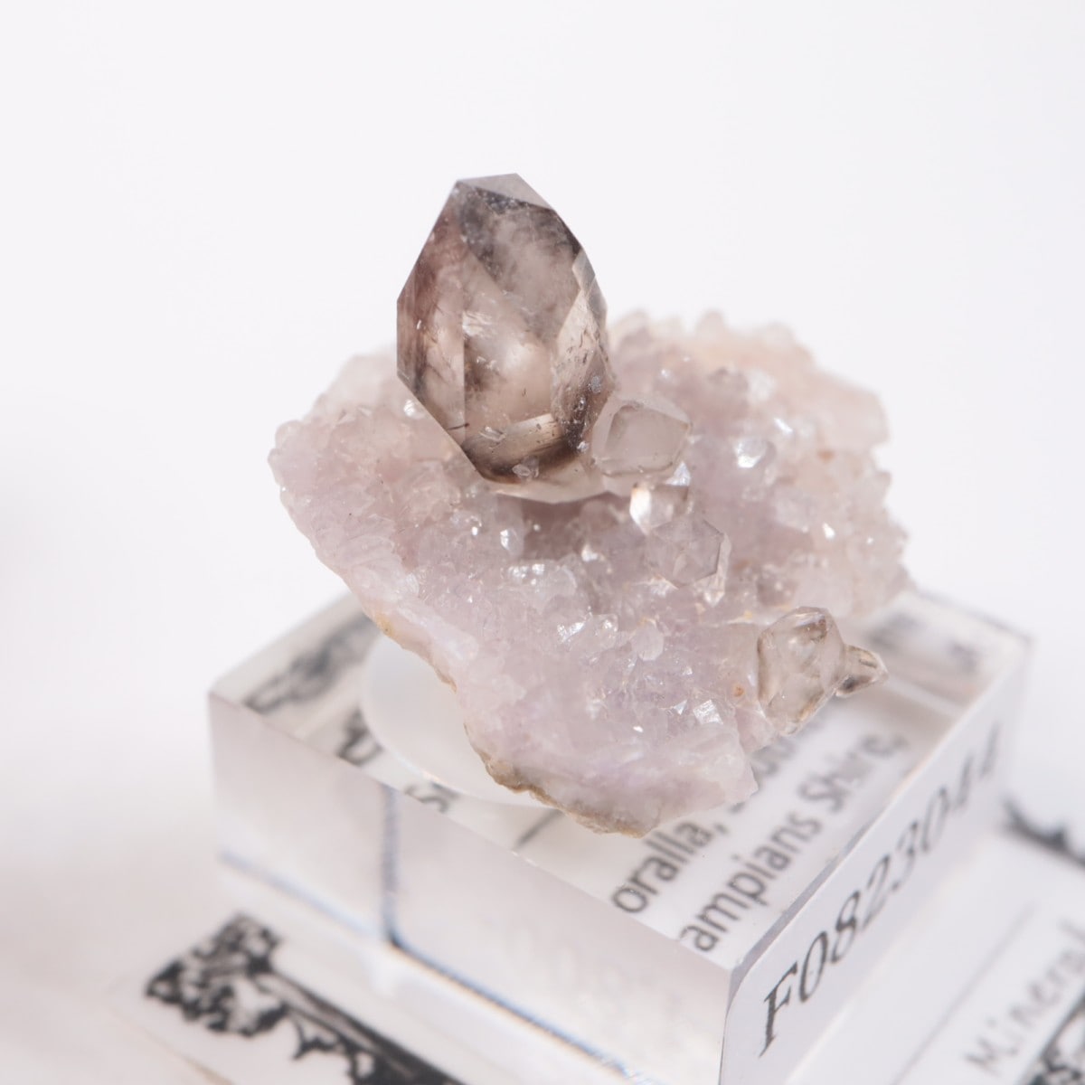 �������ȥ�ꥢ�� ����徽