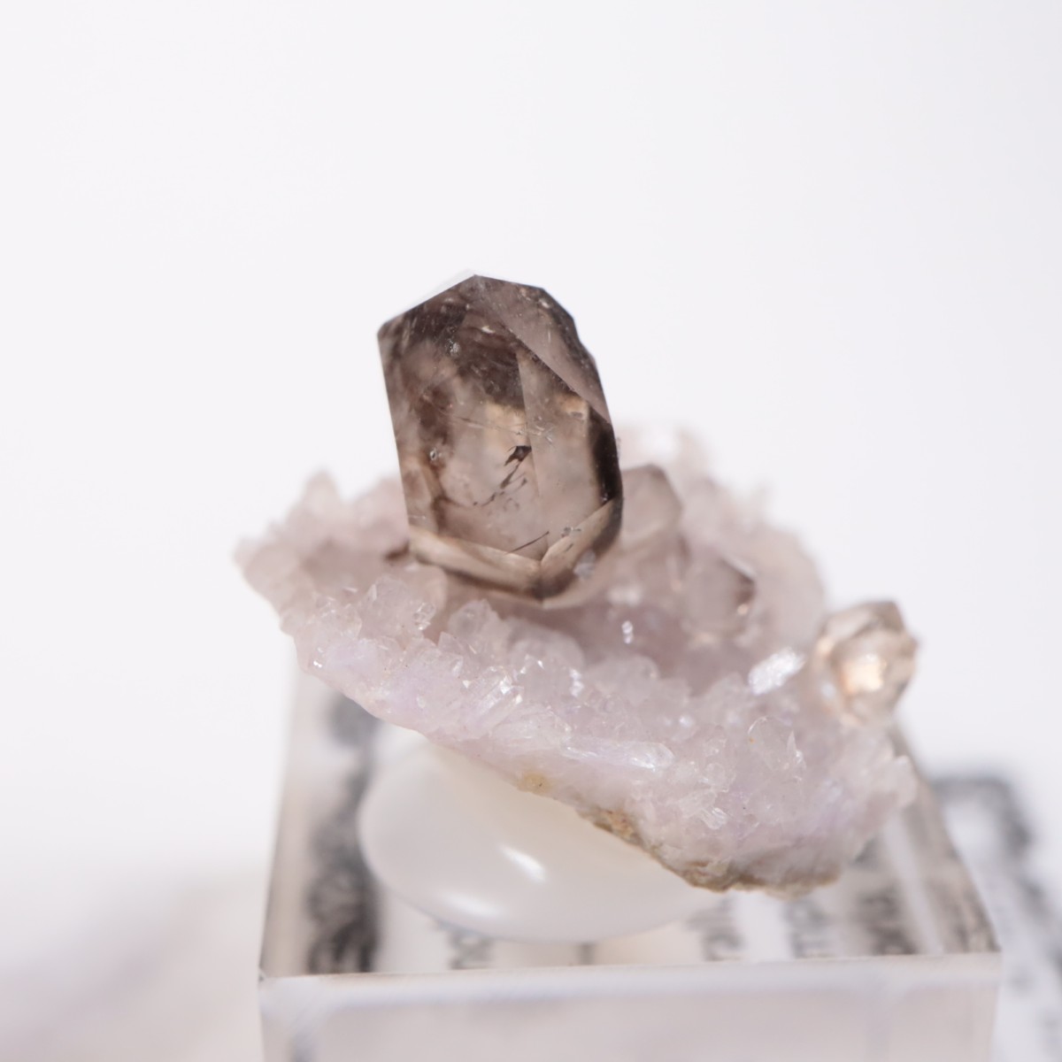 �������ȥ�ꥢ�� ����徽