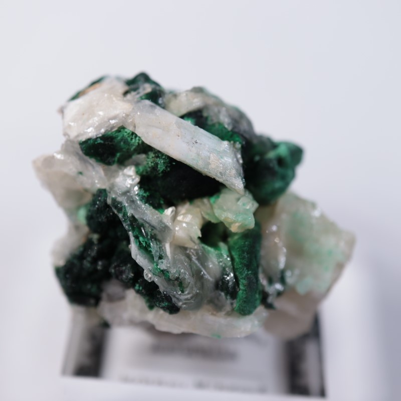 �������ȥ�ꥢ�����ޥ饫���ȡ����륵����