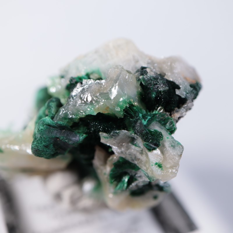 �������ȥ�ꥢ�����ޥ饫���ȡ����륵����