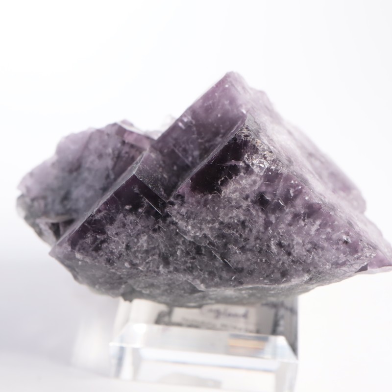 Purple Rain Pocket ե饤