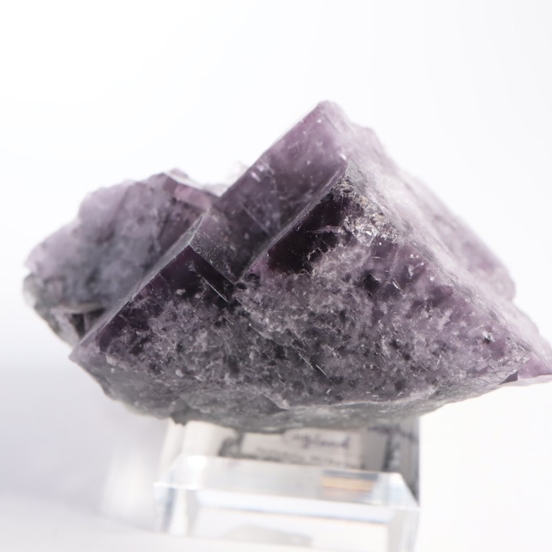 Purple Rain Pocket ե饤