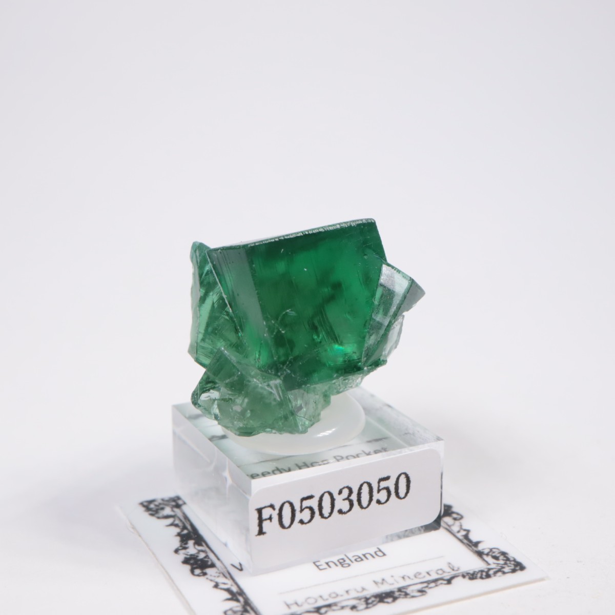 Greedy Hog Pocket ե饤