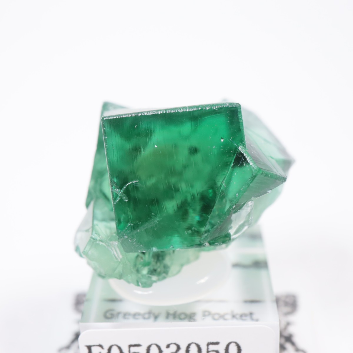 Greedy Hog Pocket ե饤