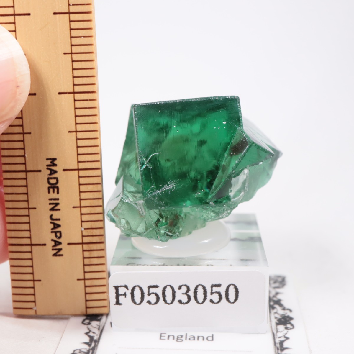 Greedy Hog Pocket ե饤