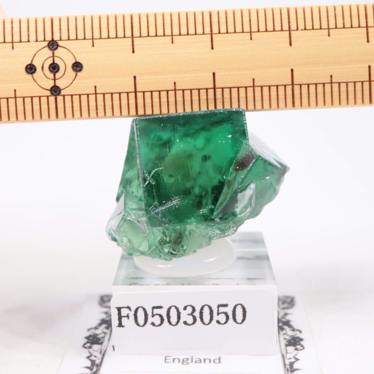 Greedy Hog Pocket ե饤