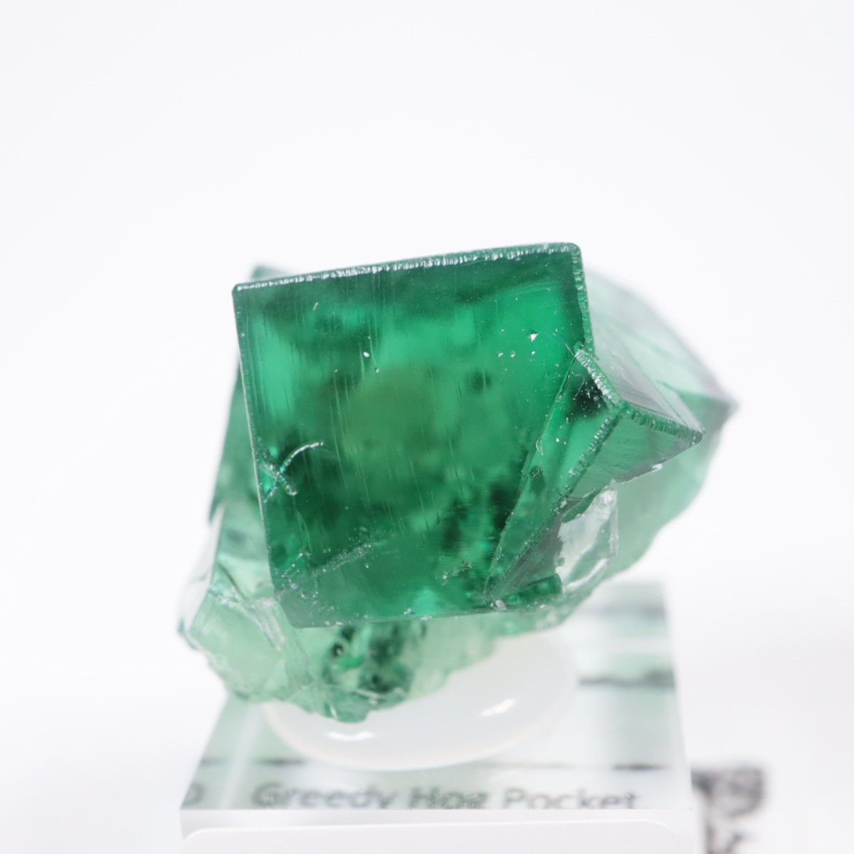 Greedy Hog Pocket ե饤