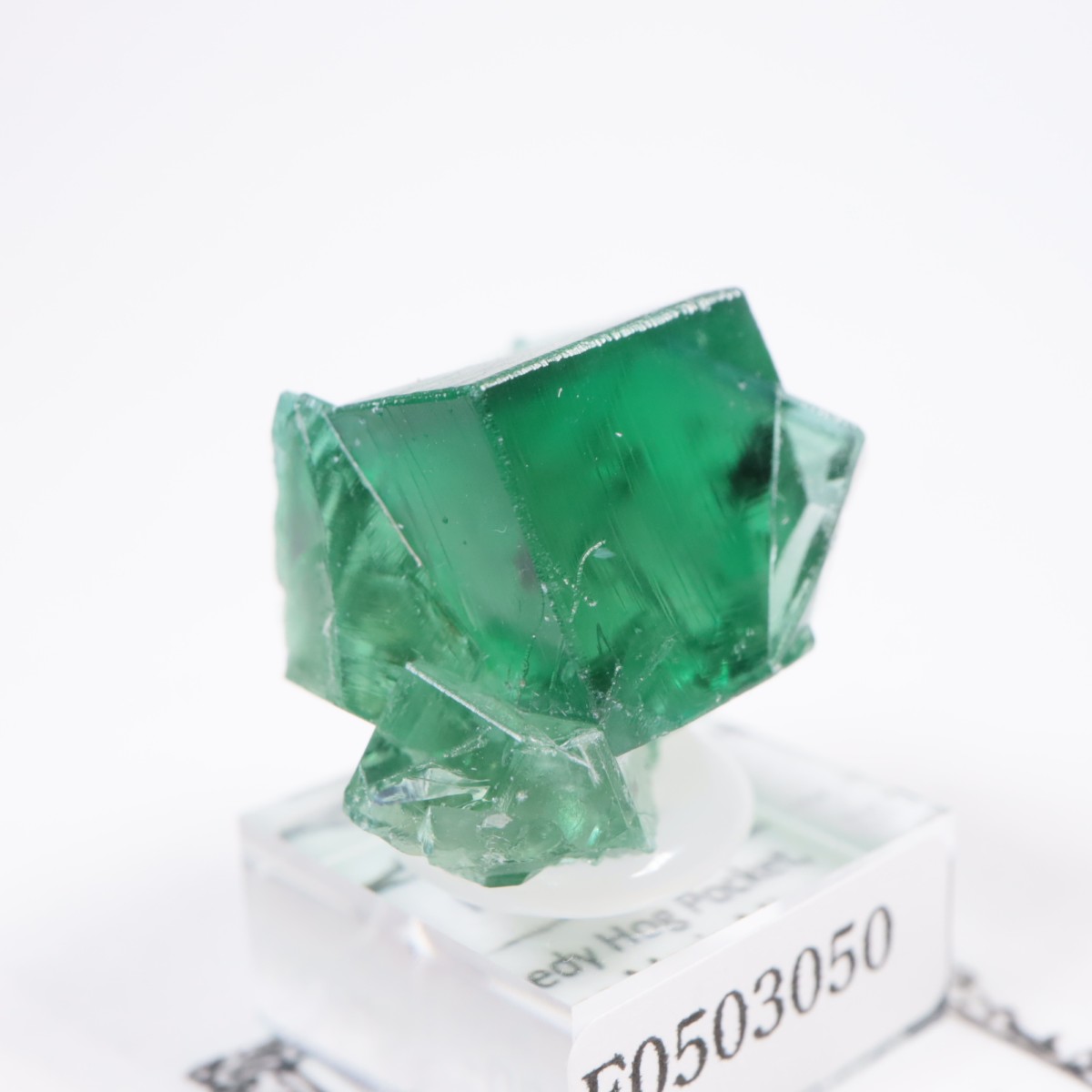 Greedy Hog Pocket ե饤