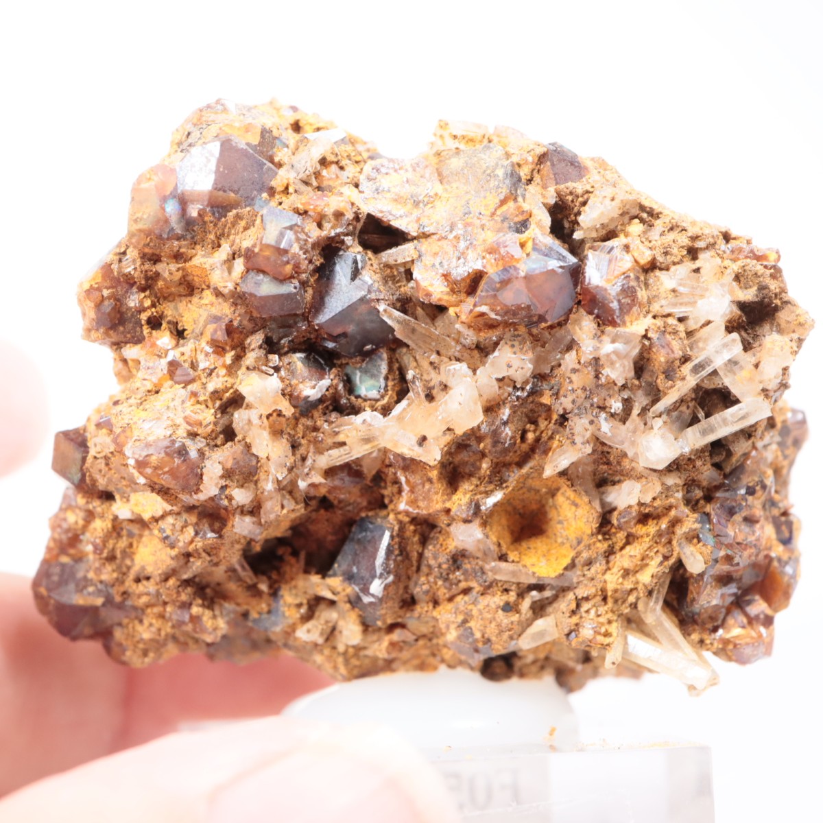 ���ɸ�ŷ��¼�ԼԴԳٻ� �쥤��ܡ������ͥå�