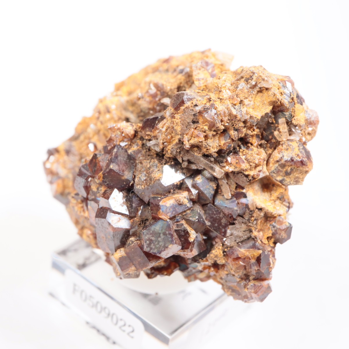 ���ɸ�ŷ��¼�ԼԴԳٻ� �쥤��ܡ������ͥå�