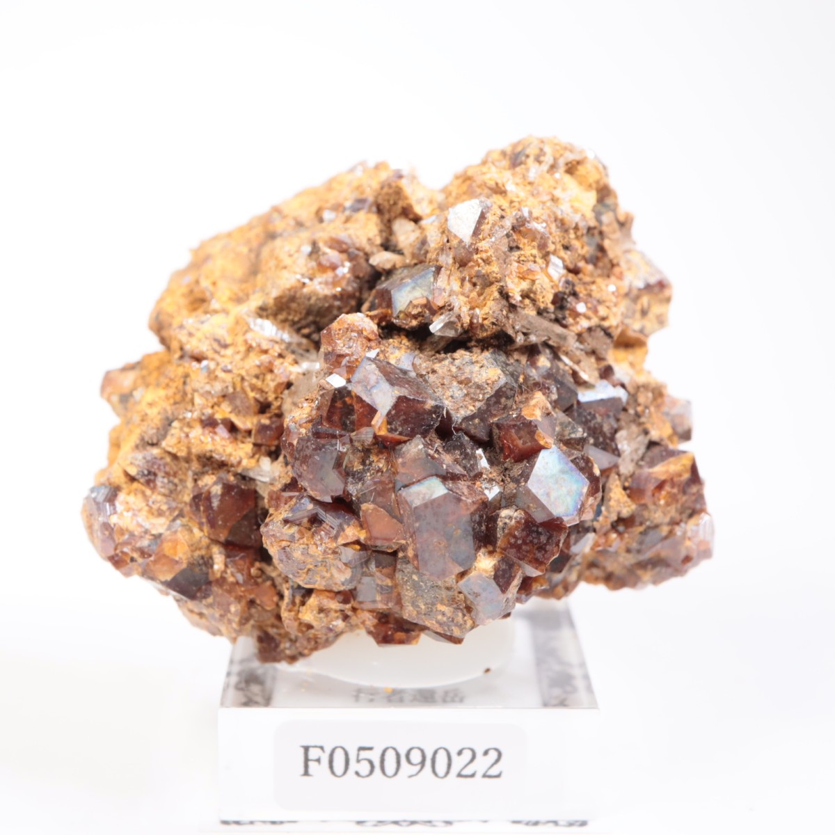 ���ɸ�ŷ��¼�ԼԴԳٻ� �쥤��ܡ������ͥå�