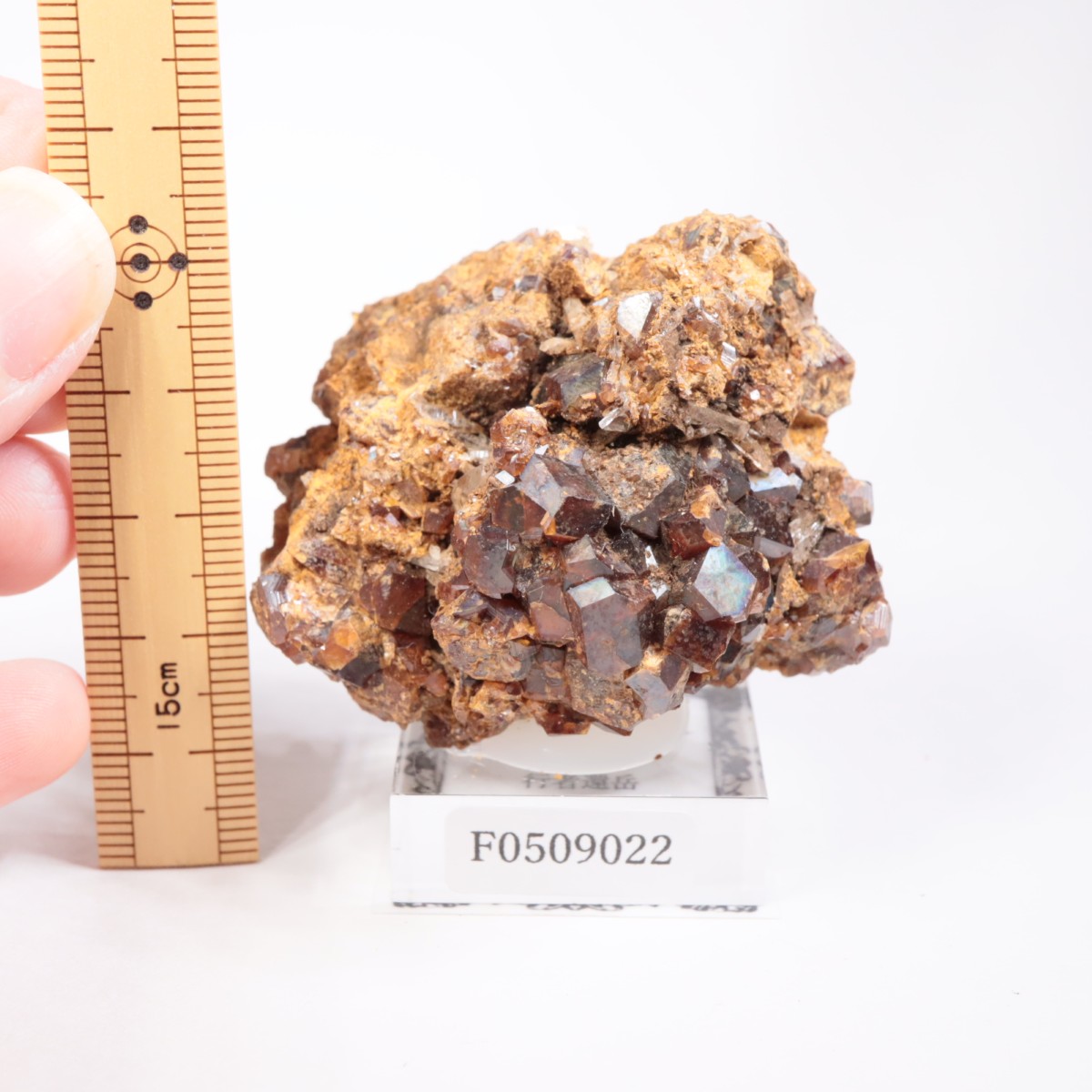 ���ɸ�ŷ��¼�ԼԴԳٻ� �쥤��ܡ������ͥå�