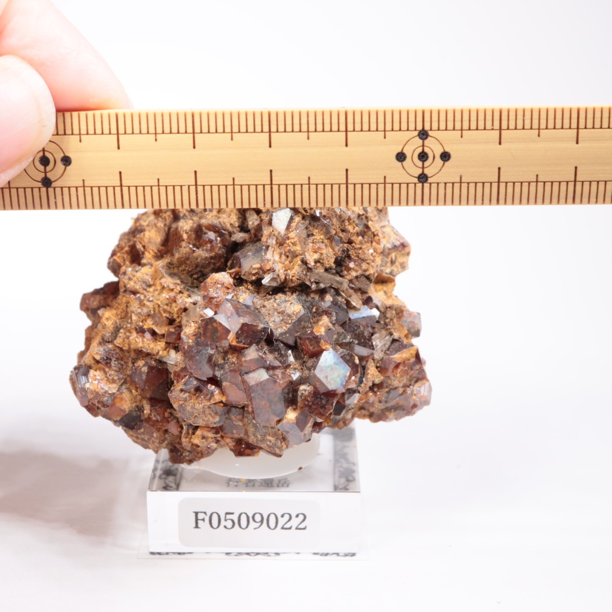 ���ɸ�ŷ��¼�ԼԴԳٻ� �쥤��ܡ������ͥå�