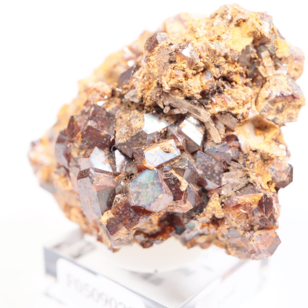 ���ɸ�ŷ��¼�ԼԴԳٻ� �쥤��ܡ������ͥå�