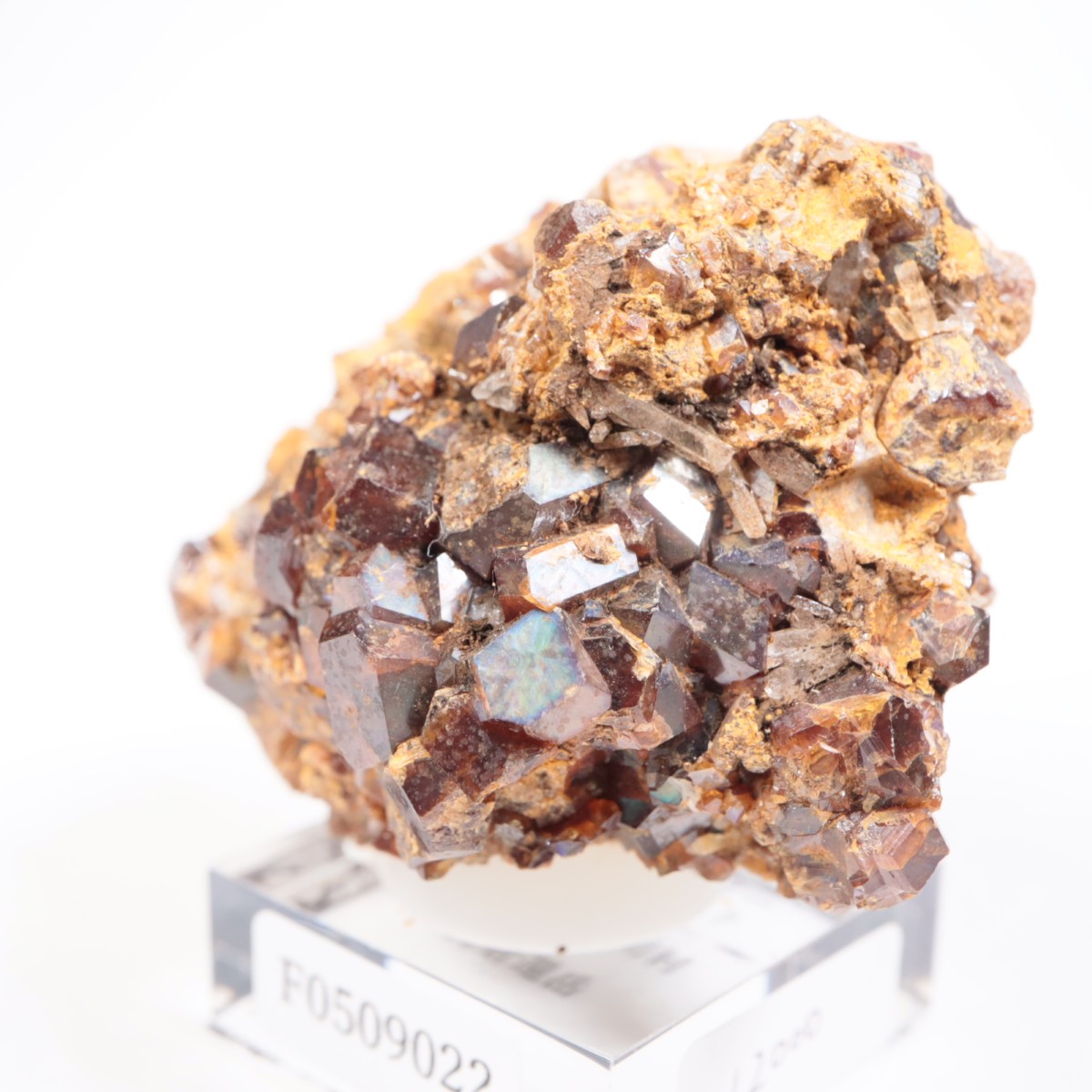 ���ɸ�ŷ��¼�ԼԴԳٻ� �쥤��ܡ������ͥå�