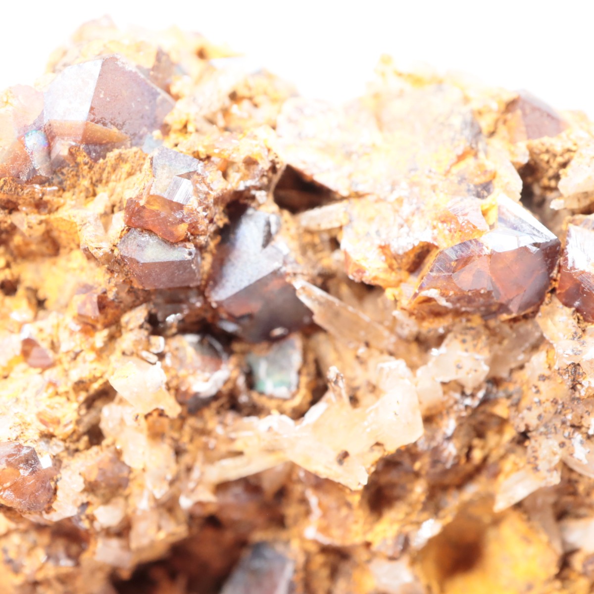 ���ɸ�ŷ��¼�ԼԴԳٻ� �쥤��ܡ������ͥå�