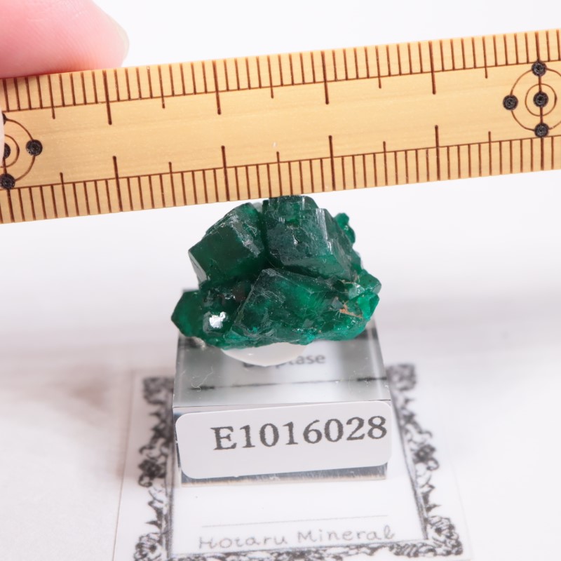 ���󥴻����������ץơ���