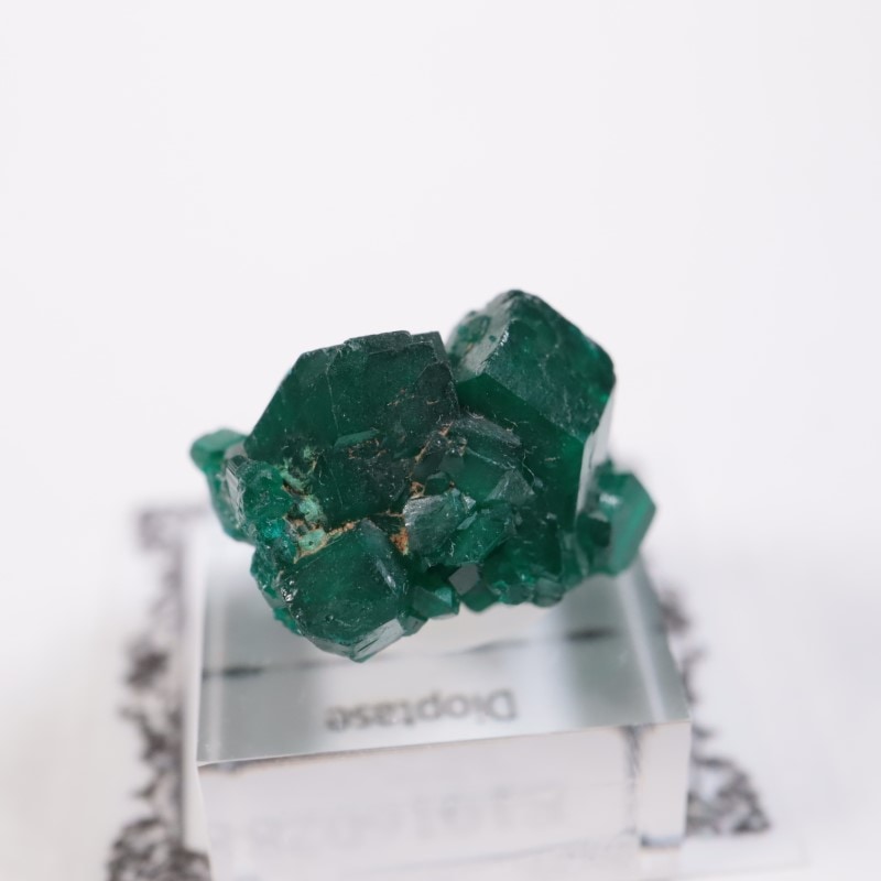 ���󥴻����������ץơ���