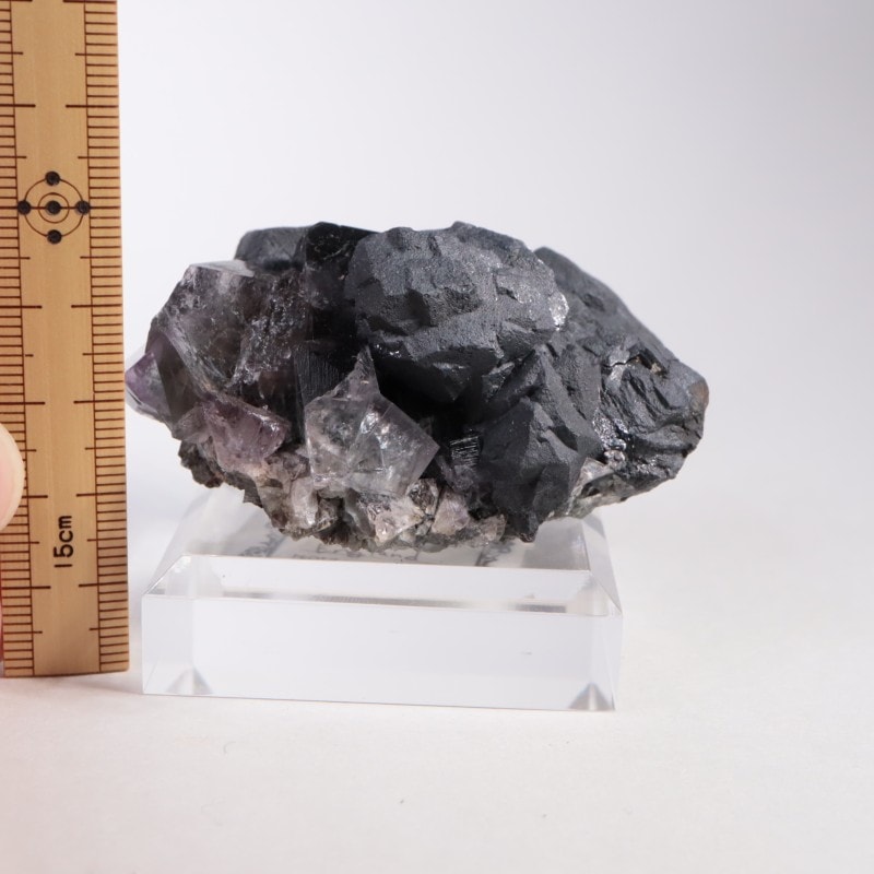 Purple Rain Pocket �ե����饤��