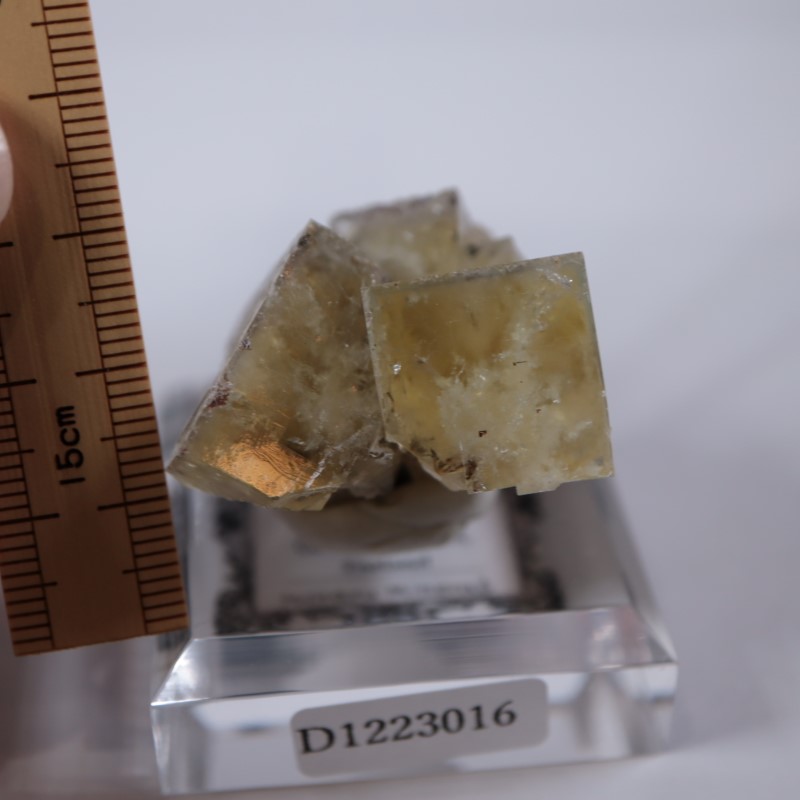 ��ǥ����ʥ٥�ۻ����ե����饤��