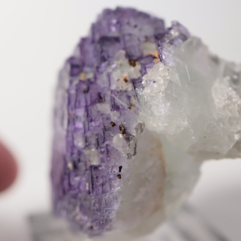 Ice Cream Igloo�ݥ��åȡ����� 