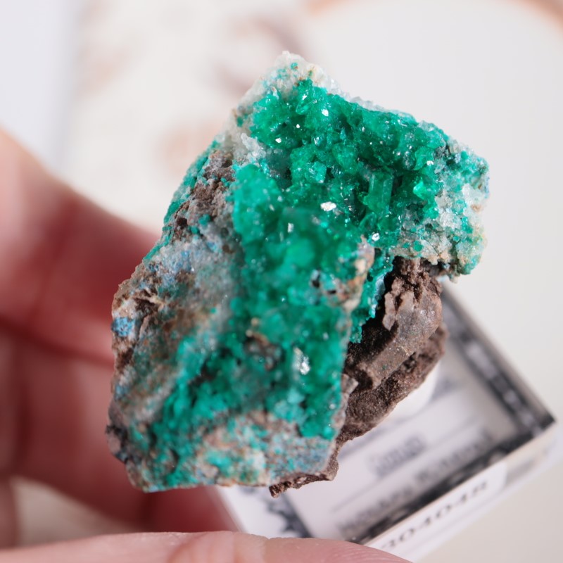 コンゴ産 ダイオプテーズ | 鉱物標本,タ行,ダイオプテーズ/翠銅鉱