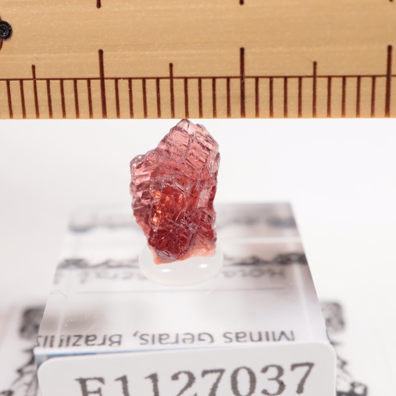 �֥饸�뻺 ���ڥ���ƥ��󥬡��ͥå�