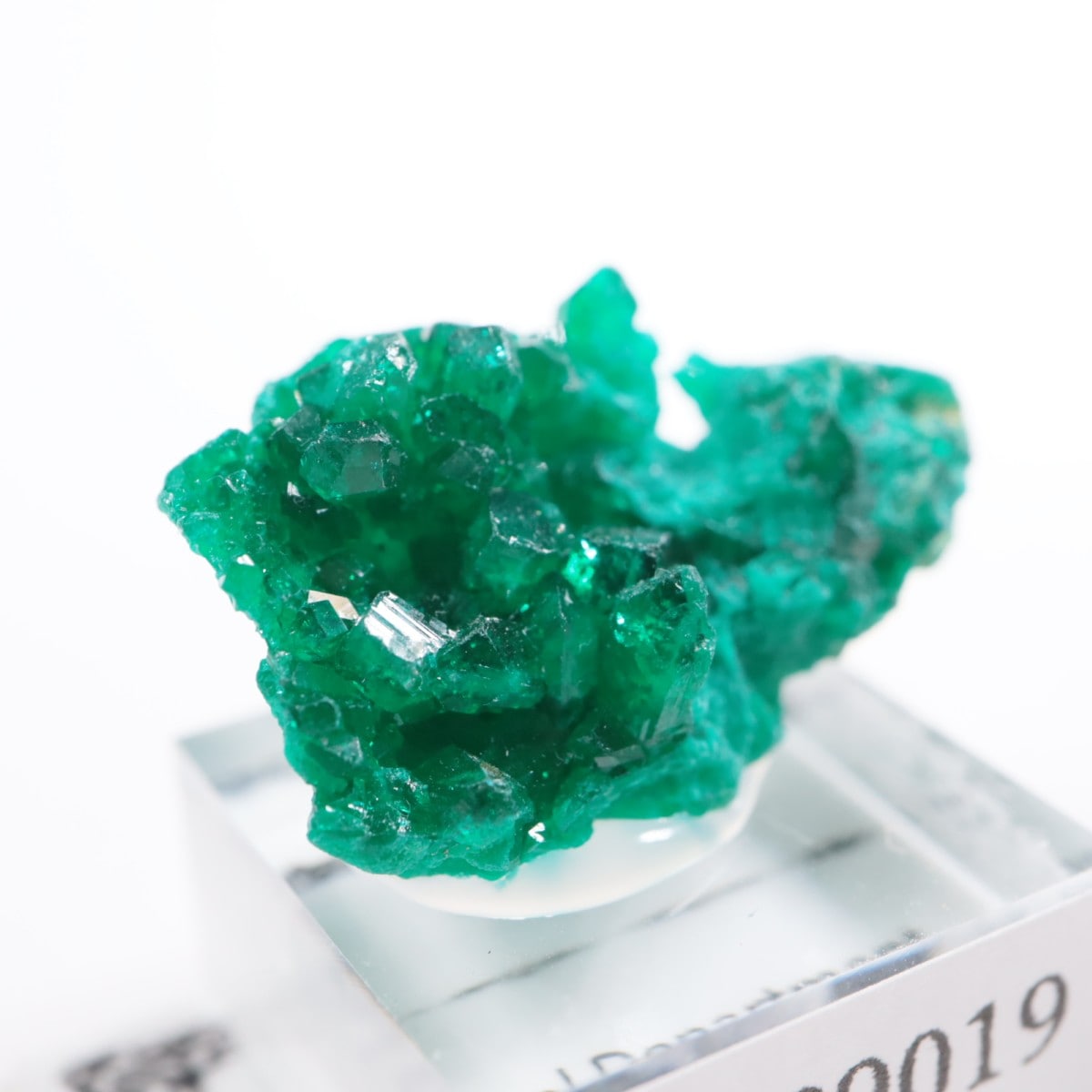 ���󥴻� �������ץơ���