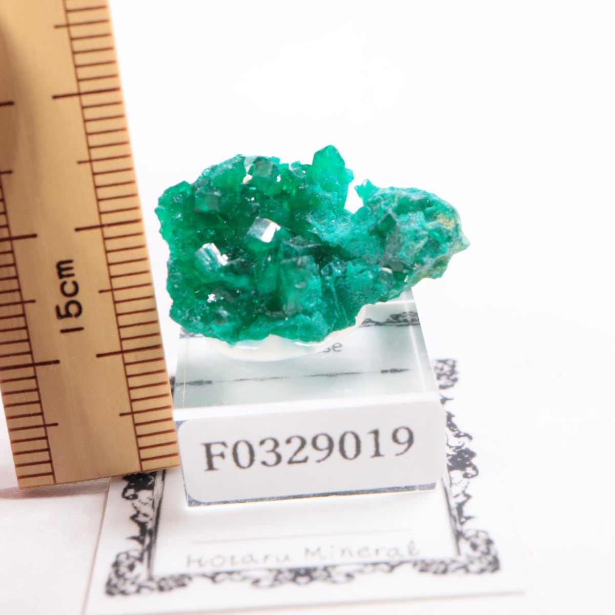 ���󥴻� �������ץơ���