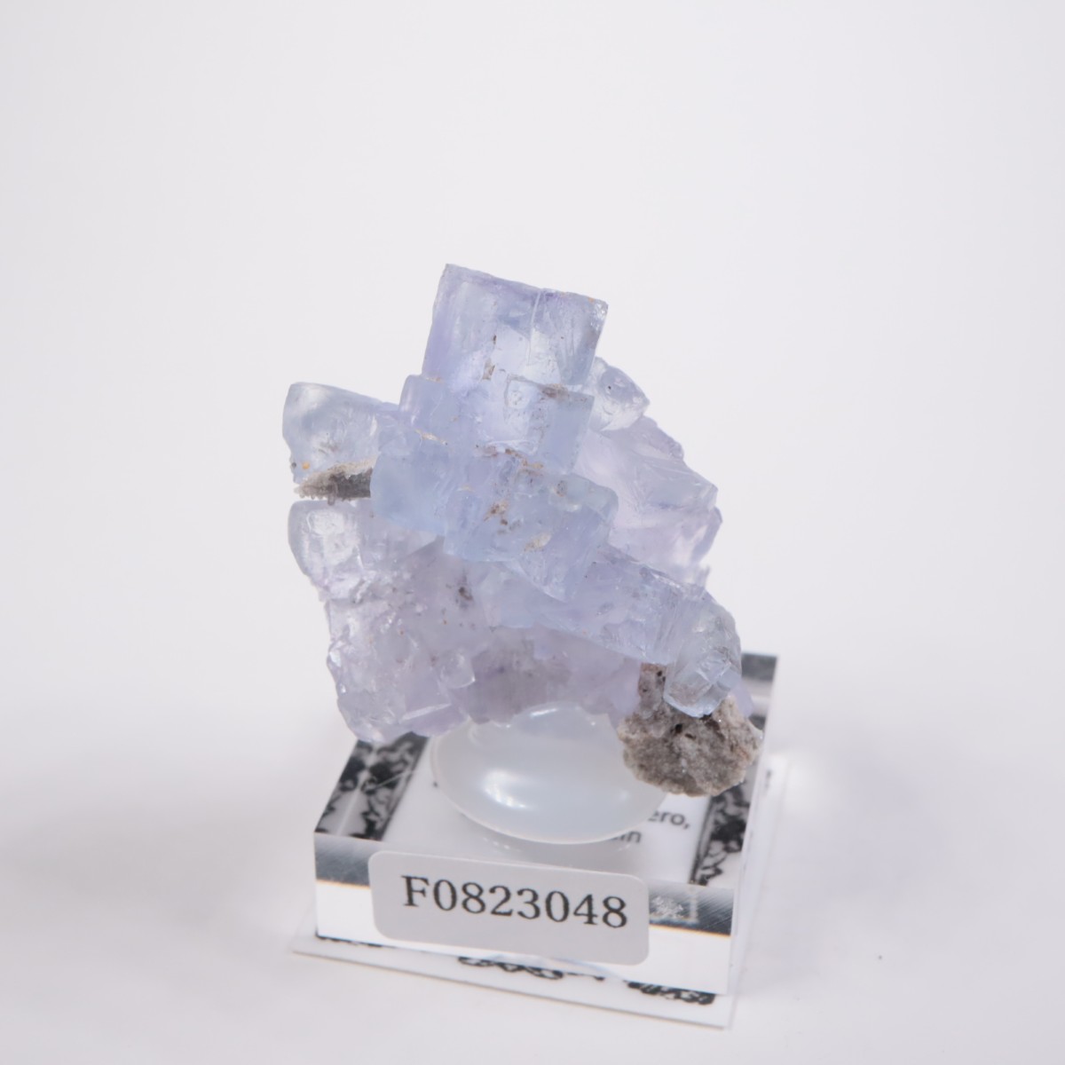 La Viesca�ۻ� �ե����饤��