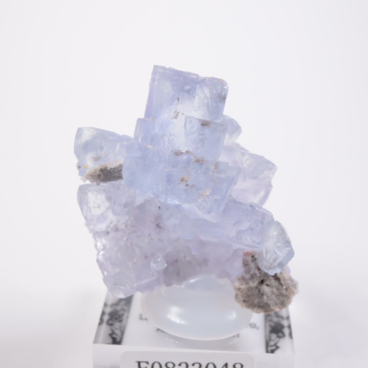 La Viesca�ۻ� �ե����饤��