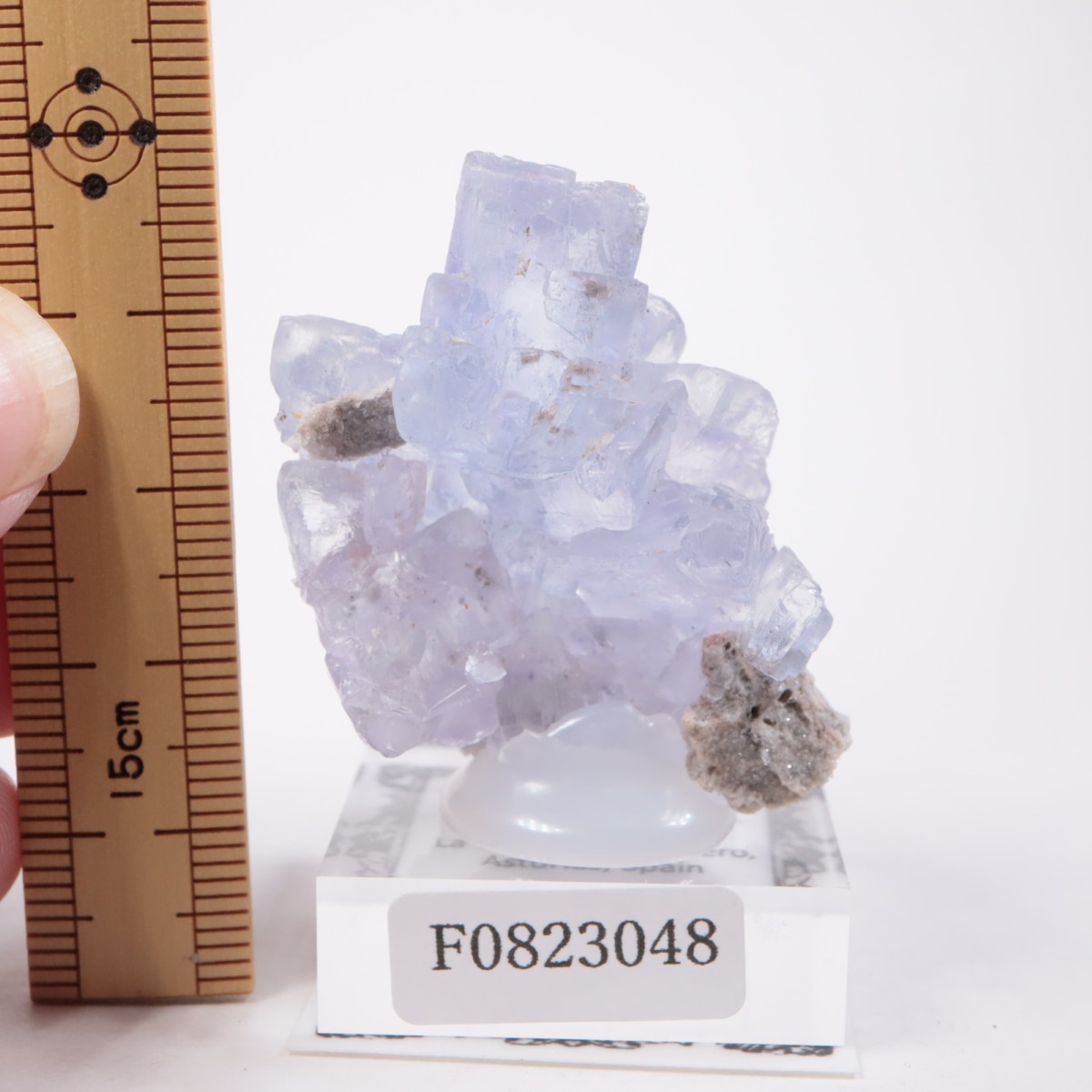 La Viesca�ۻ� �ե����饤��