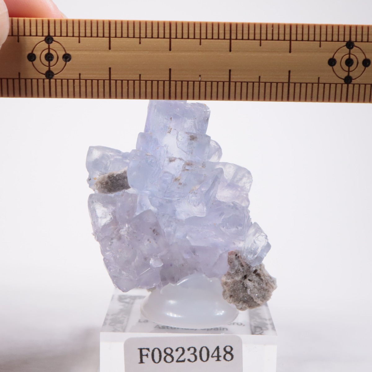 La Viesca�ۻ� �ե����饤��